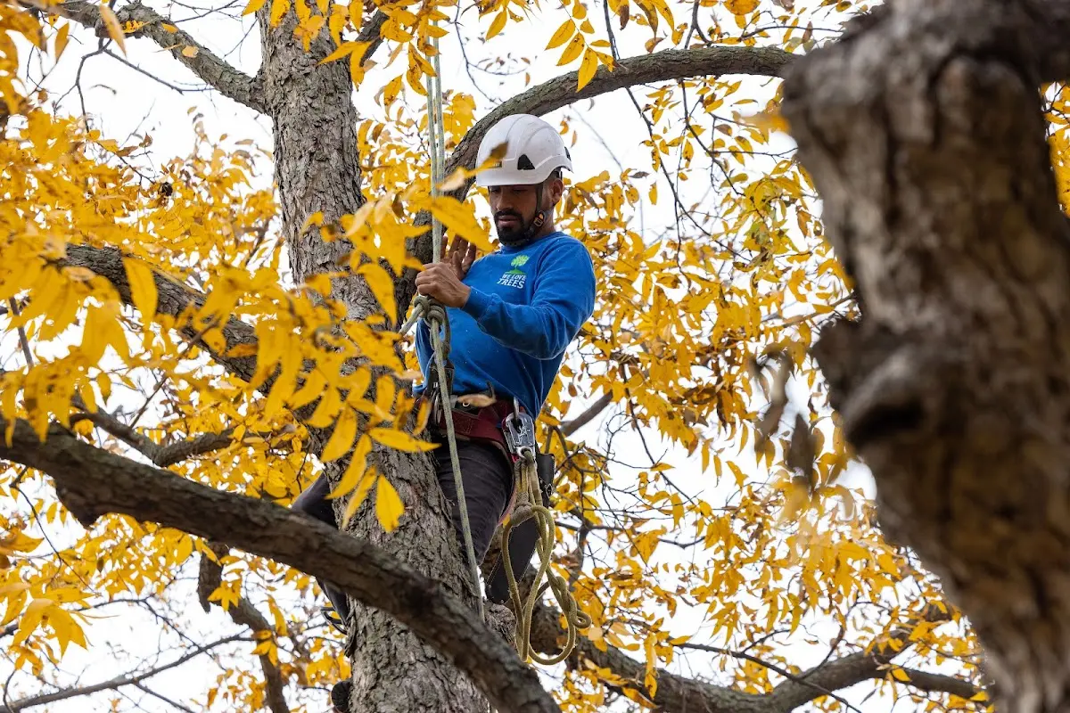 Skilled Emergency Tree Service crew working in Elberon