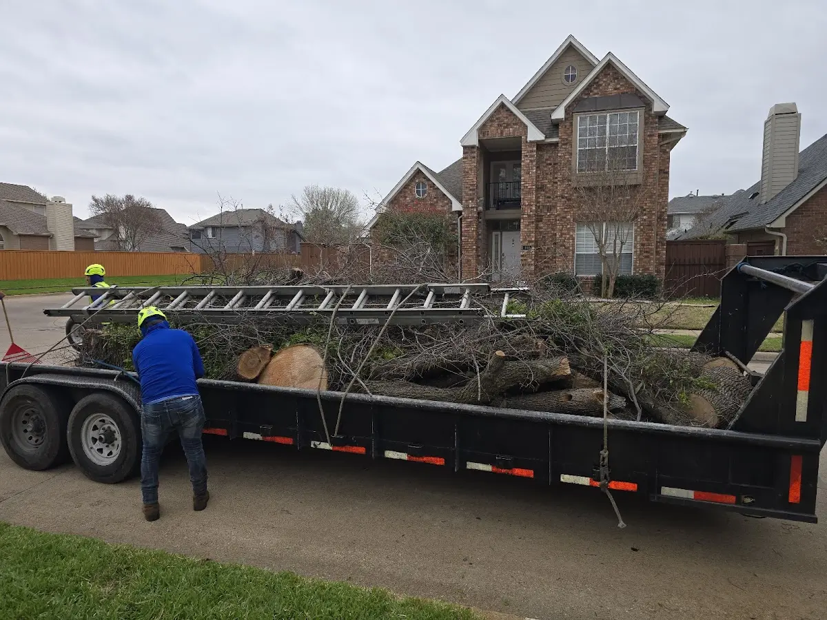 Expert Tree Removal with proper safety equipment in Elberon